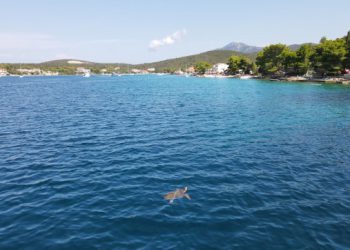 Dirljiva akcija u Lovištu: Ronioci čiste more u čast kornjače koju su svi voljeli