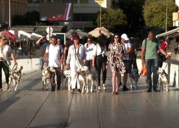 Dog-friendly destinacija – Dalmatinski psi prošetali crvenim tepihom u Zadru