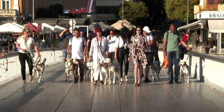Dog-friendly destinacija – Dalmatinski psi prošetali crvenim tepihom u Zadru