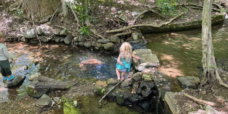 Domaćin Fox News Jesse Watters brani RFK Jr Plivanje u Rock Creeku