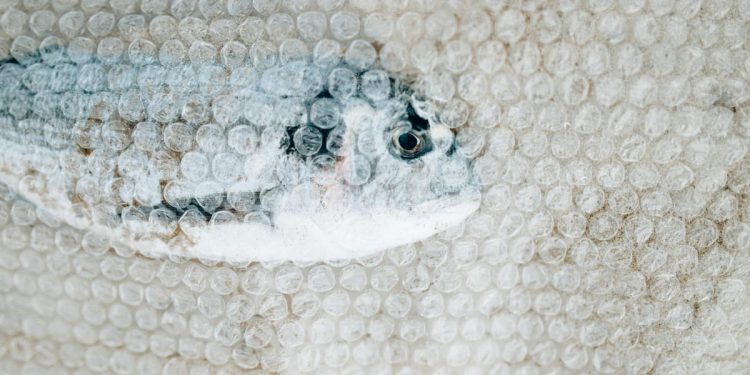 Eko akcija čišćenja podmorja i obale u Omišlju i Njivicama