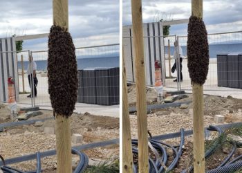 FOTO Na Žnjanu se skupio roj pčela, ne paničarite ako ih vidite. One su najvažnija bića na planetu