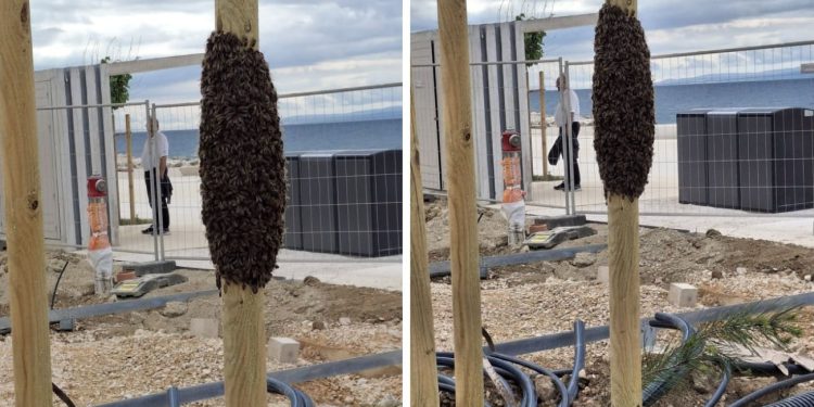 FOTO Na Žnjanu se skupio roj pčela, ne paničarite ako ih vidite. One su najvažnija bića na planetu