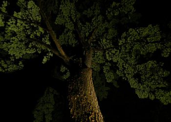 Gruzijski djed žrtvuje svoj život kako bi spasio blizanačke unuke od padajućih udova: ‘Bio je heroj’