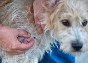 Hoće li ova sezona krpelja biti najgora u Americi? Evo što znati
