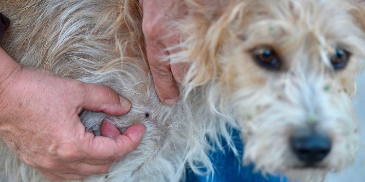 Hoće li ova sezona krpelja biti najgora u Americi? Evo što znati