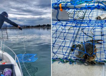 INVAZIVNI PLAVI RAK DROBI I UNIŠTAVA ŠKOLJKE Institut za oceanografiju vrši monitoring monitoring agresivne vrste u delti Neretve