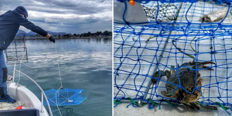 INVAZIVNI PLAVI RAK DROBI I UNIŠTAVA ŠKOLJKE Institut za oceanografiju vrši monitoring monitoring agresivne vrste u delti Neretve