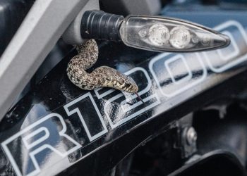 IZNENADILA GA U VOŽNJI Zmija mu se uvukla u motor