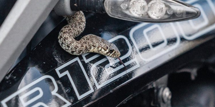 IZNENADILA GA U VOŽNJI Zmija mu se uvukla u motor