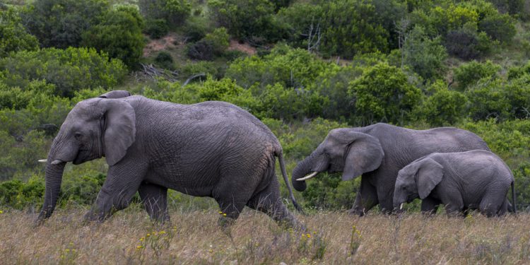 Južna Afrika kreće desetak slonova u prekretnici očuvanja – RT Afrika