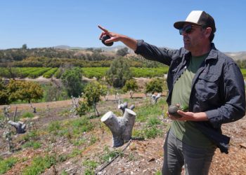 Kalifornijski uzgajivači avokada kažu da je meksički uvoz pomogao njihovoj prodaji