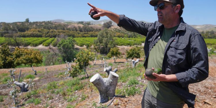 Kalifornijski uzgajivači avokada kažu da je meksički uvoz pomogao njihovoj prodaji
