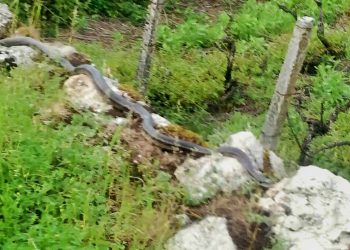 Kod Imotskog snimljena ogromna zmija koja podsjeća na udava. Radi se o potpuno bezopasnoj vrsti, slovi za najveći u Europi