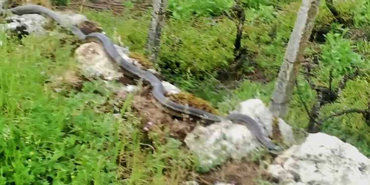 Kod Imotskog snimljena ogromna zmija koja podsjeća na udava. Radi se o potpuno bezopasnoj vrsti, slovi za najveći u Europi