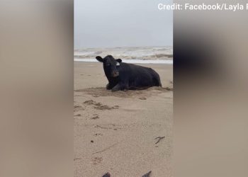 Krava je progutala poplave u Australiji pronađene žive na plaži 11 milja od kuće