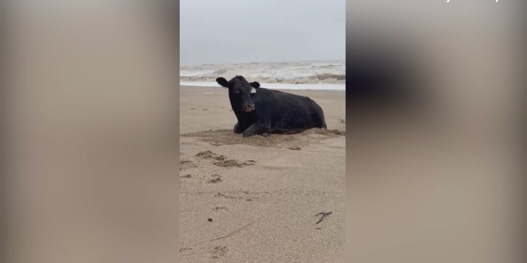 Krava je progutala poplave u Australiji pronađene žive na plaži 11 milja od kuće