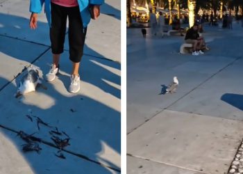 MOJ GALEBE Galeb u letu progutao dio druge ptice, umalo se ugušio, spašen u zadnji tren