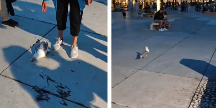 MOJ GALEBE Galeb u letu progutao dio druge ptice, umalo se ugušio, spašen u zadnji tren