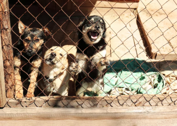 Majka iz Mostara: ‘Tri psa napala su mene i kćerku, policija kaže da ne može ništa učiniti’