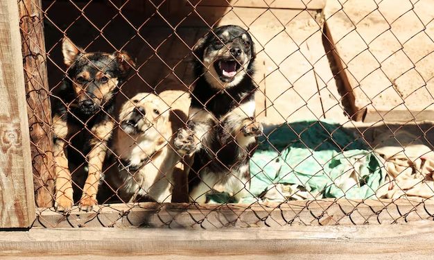 Majka iz Mostara: ‘Tri psa napala su mene i kćerku, policija kaže da ne može ništa učiniti’