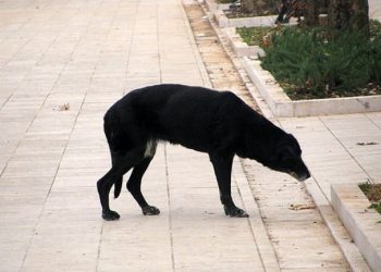 Majka iz Mostara uputila pismo gradonačelniku i gradskim vijećnicima nakon napada psa