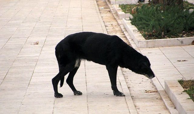 Majka iz Mostara uputila pismo gradonačelniku i gradskim vijećnicima nakon napada psa