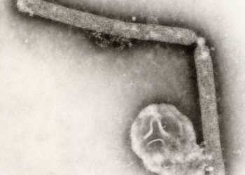 Misterija zbog naglog pada slučajeva ptičje gripe diljem SAD -a