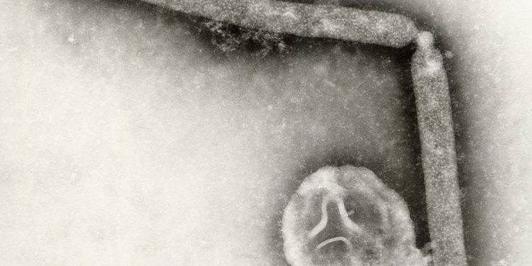 Misterija zbog naglog pada slučajeva ptičje gripe diljem SAD -a