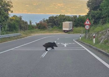 Mlade divlje svinje snimljene kako pretrčavaju cestu kod Brestove u Istri!