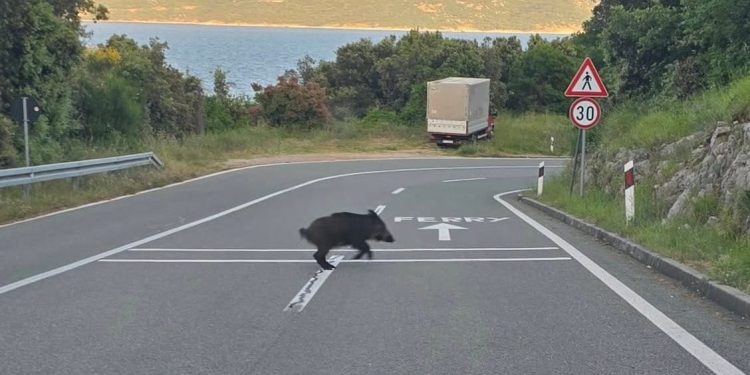 Mlade divlje svinje snimljene kako pretrčavaju cestu kod Brestove u Istri!