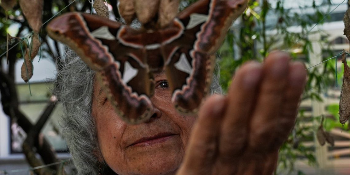 Moljci veličine ljudskih ruku uspješno se spajaju u Muzeju Meksika