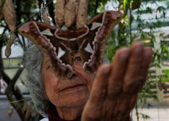 Moljci veličine ljudskih ruku uspješno se spajaju u Muzeju Meksika