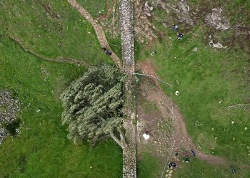 Muškarci krivi za sječenje jako voljenog britanskog stabla ‘Sycamore Gap’