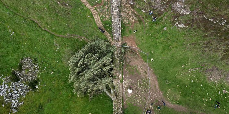 Muškarci krivi za sječenje jako voljenog britanskog stabla ‘Sycamore Gap’