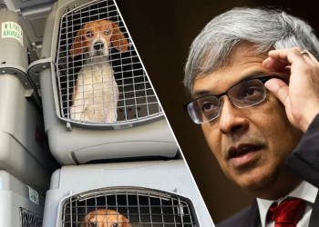 NIH zatvara laboratorij za eksperimentiranje pasa optuženih za brutalno ubijanje tisuća beagle