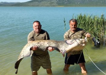 Na Vranskom jezeru ulovljen som od 70 kilograma: “Pa to je krokodil!”