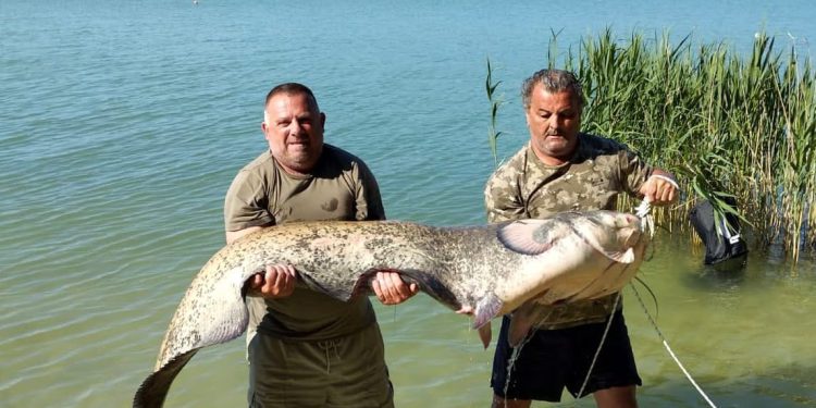 Na Vranskom jezeru ulovljen som od 70 kilograma: “Pa to je krokodil!”