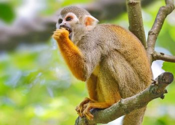 Na izoliranom otoku majmuni otimaju mladunce druge vrste