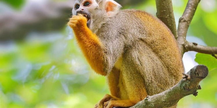 Na izoliranom otoku majmuni otimaju mladunce druge vrste