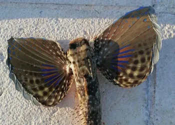 Ne radi se o invazivnoj tropskoj vrsti!