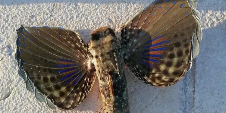 Ne radi se o invazivnoj tropskoj vrsti!