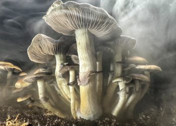 Nova klinička studija pokazuje obećanje u liječenju Parkinsonovog lijeka koji se nalazi u čarobnim gljivama