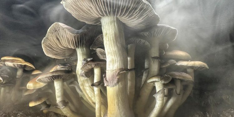 Nova klinička studija pokazuje obećanje u liječenju Parkinsonovog lijeka koji se nalazi u čarobnim gljivama