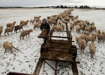 Nove statistike pokazuju da Novi Zeland još uvijek ima više ovaca nego ljudi. Ali to bi se moglo promijeniti