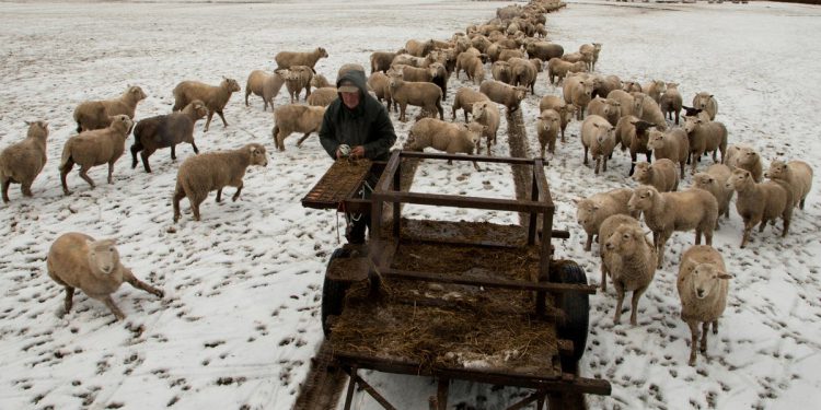 Nove statistike pokazuju da Novi Zeland još uvijek ima više ovaca nego ljudi. Ali to bi se moglo promijeniti