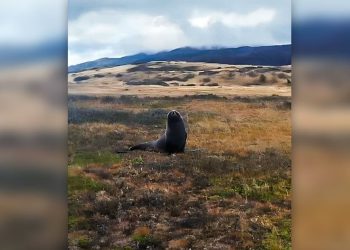 ODMETNIK NA SUHOM Morski lav snimljen desecima kilometara od mora u Čileu