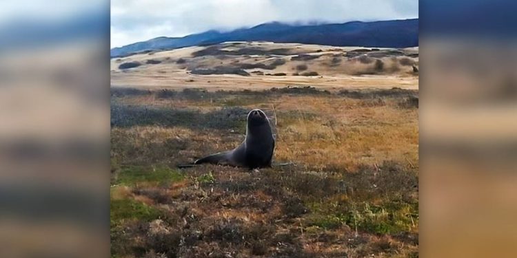 ODMETNIK NA SUHOM Morski lav snimljen desecima kilometara od mora u Čileu