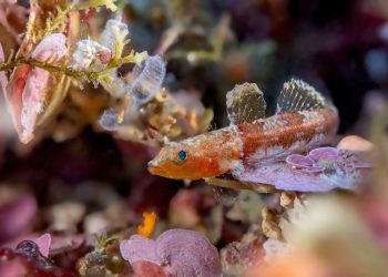 OTKRIO NOVE VRSTE Hrvatska ima jednog od najvećih stručnjaka za istraživanje glavoča u Europi