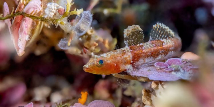 OTKRIO NOVE VRSTE Hrvatska ima jednog od najvećih stručnjaka za istraživanje glavoča u Europi